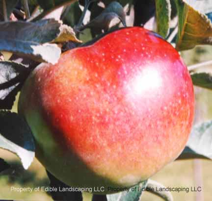 Apple Enterprise Fruit